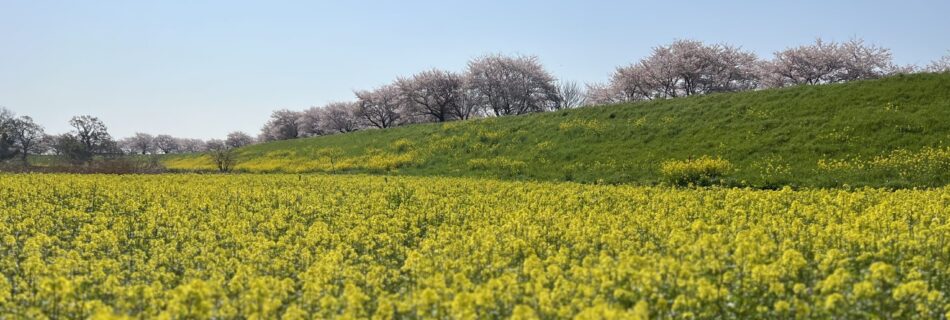 paddy-field-kawagoeshi