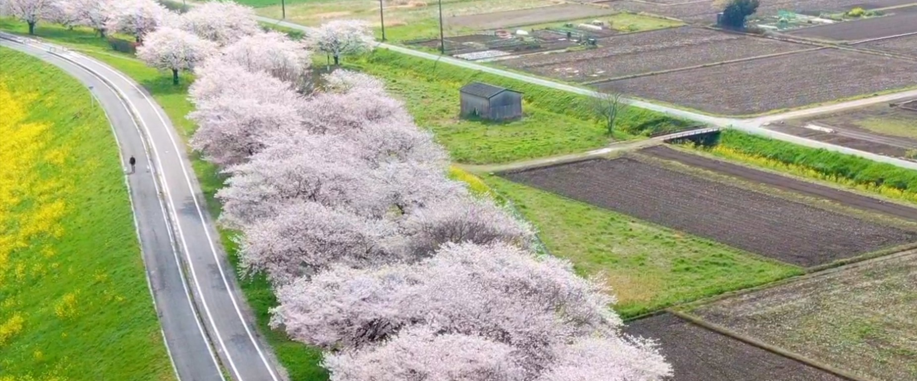 skyNO.3 満開の桜堤を撮影しよう！